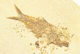 Limestone with Two Fossil Fish (Knightia) - Wyoming #360750-3